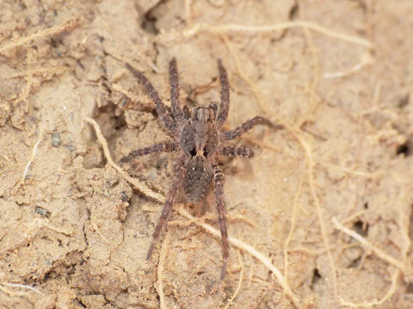 Alopecosa albofasciata; Trochosa sp. - Tolfa (RM)